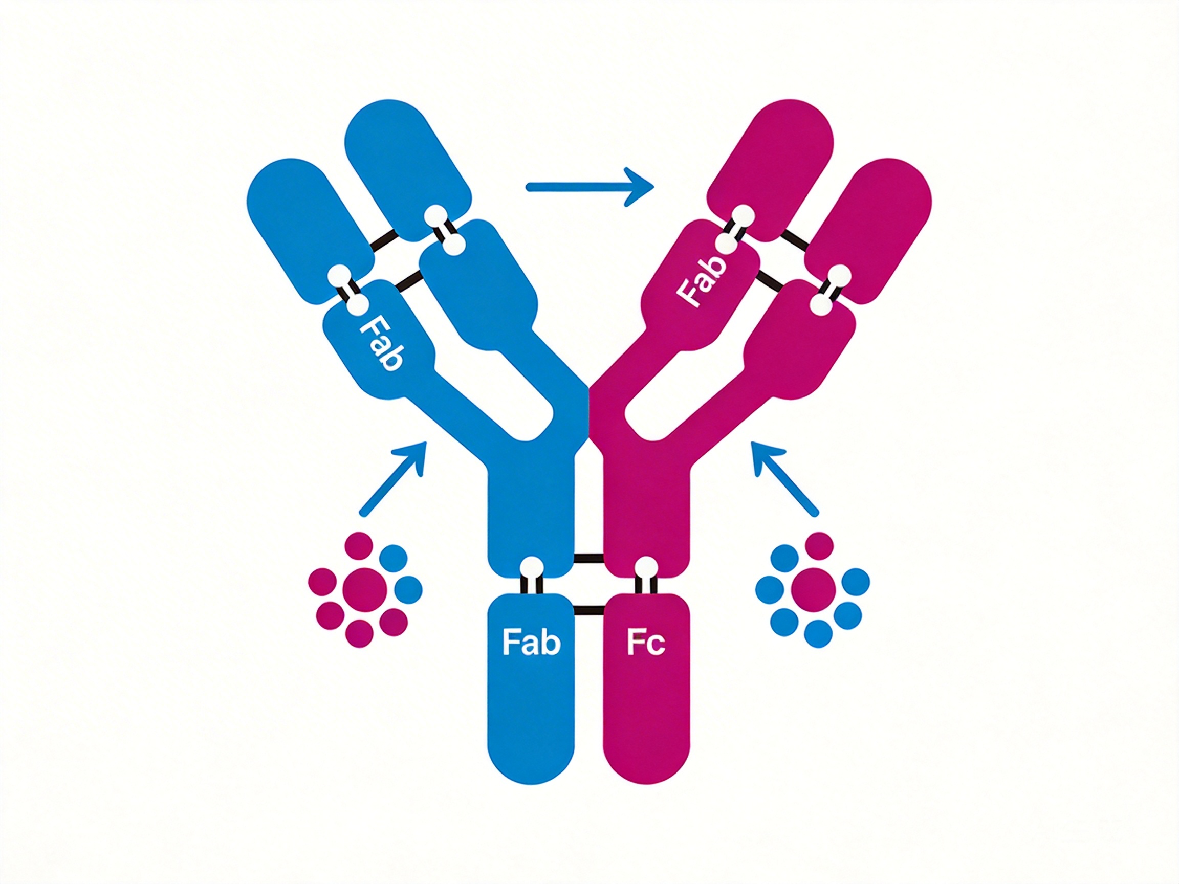 Bispecific Antibody Development Success